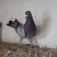 کبوترپلاکی ماده از ذات  جان اردن