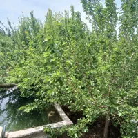 خانه-باغ-در-نیر-زیبای-من