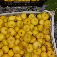 انجیر