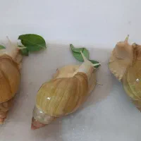 فروش حلزون بالغ و مولد