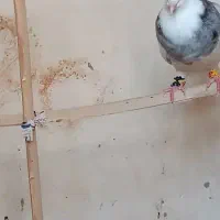 کبوتر طوقی|پرنده|بمپور, |دیوار