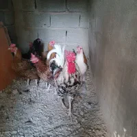 مرغ وخروس