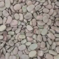 فروش باقله یا باقالی|عمده‌فروشی|ششده و قره بلاغ, |دیوار