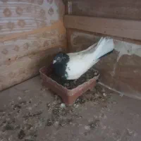 کبوتر کله سیاه بازی دار|پرنده|اهر, |دیوار