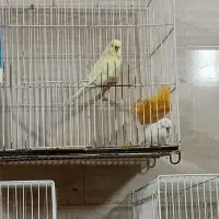 جغدی مرغ عشق انگلیسینرگسی شکلاتی چشم فالو|پرنده|مشهد, شهرک بهارستان|دیوار