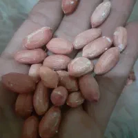 بادام زمینی درجه ۱و۲