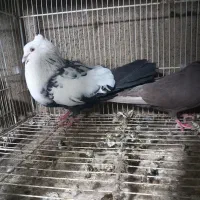 کلاغ رسمی یا خطی