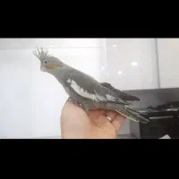 گمشده