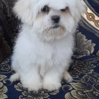 شیتزومالتیز عروسکی ۳ماهه نر