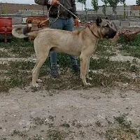 واگذاری توله سگ سرابی اصیل