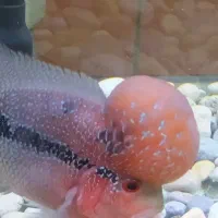 ماهی فلاور هورن رد دراگون|ماهی|سنندج, |دیوار