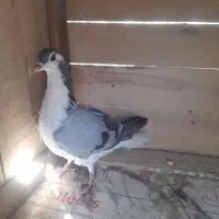 کفتر بدرنگ|پرنده|اصفهان, بوستان ناژوان|دیوار