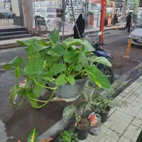 گل رنگارنگ|گل و گیاه طبیعی|کرمانشاه, |دیوار