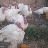 بوغلمون گوشتی چاق بدون دارو خونگی