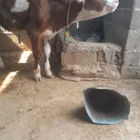 گوساله ماده