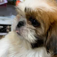 شیتزو سوپر فلت|سگ|رشت, لاکانی|دیوار