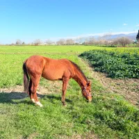 اسب|اسب و تجهیزات اسب‌سواری|بهشهر, |دیوار