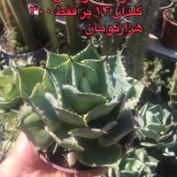 تعدادی آگاو کلکسیونی سالم و سرحال