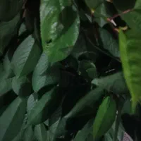 فروش باغچه یک طناب محلی ۴۵۰۰ متر