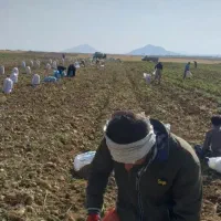 سیب زمینی کردستان
