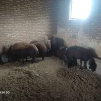 میش کاور هترو افشاری