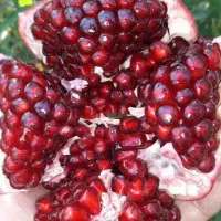 انار دونه مشکی قلعه چم|خوردنی و آشامیدنی|سلفچگان, |دیوار