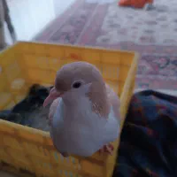 کبوتر سده|حیوانات|سبزوار, هویزه|دیوار