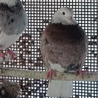 نر هما سرور پرشی بهشرط|پرنده|گرمسار, |دیوار