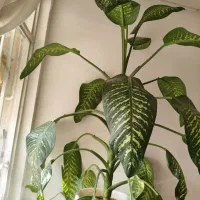 گل دیفن|گل و گیاه طبیعی|الوند, |دیوار