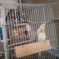 عروس هلندی جوان