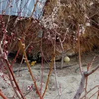 علف یونجه
