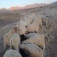 فروش گوسفند