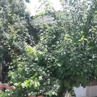 200-متر-باغچه-داخل-بافت-کاسبی