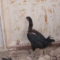 مرغ لاری