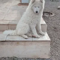 سگ  ساموبیدصیل۱۰ میلیون