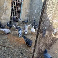 کبوتر فروشی|پرنده|سراوان, |دیوار