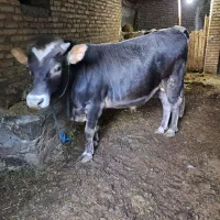 یک راس گاو نر گوشتی