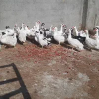 اردک اسراییلی