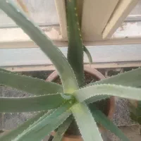 گل الوورا فروشی|گل و گیاه طبیعی|ارومیه, |دیوار