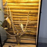 قفس پرنده زینتی . لونه