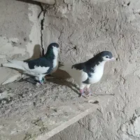 کفتر یال سیاه