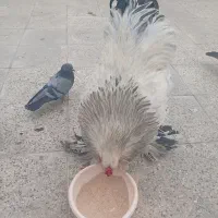 خروس برهما ۷ماه