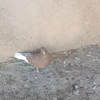 کبوتر پرشی|پرنده|سیروان, |دیوار