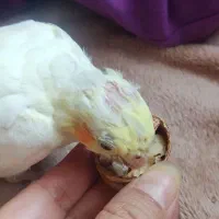 جوجه عروس