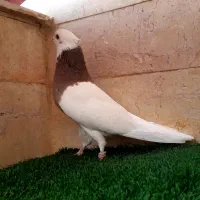 *نر طوقی مهر و سرکه ای *