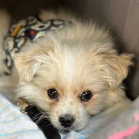 واگذاری سگ پامر اشپیتز