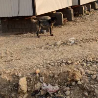 سگ قهدریجانی
