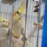 عروس هلندی ماده|پرنده|کرج, حسن آباد|دیوار