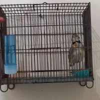 سهره شاه تخم مست بخون