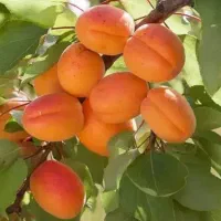فروش عمده و جزئی گردوی چندلر و فرانیس|خدمات باغبانی و درختکاری|شیراز, صاحب الزمان|دیوار